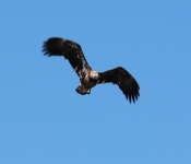 20140316 Eagle 009